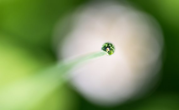 Pâquerette / Bellis perennis