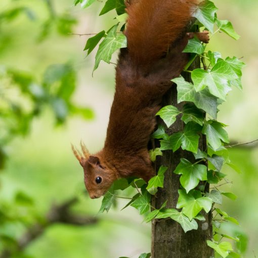 Ecureuil roux / Sciurus vulgaris