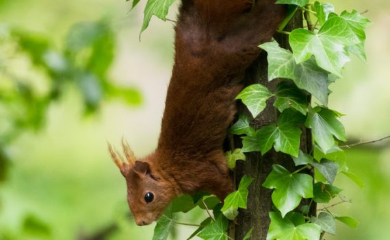 Ecureuil roux / Sciurus vulgaris