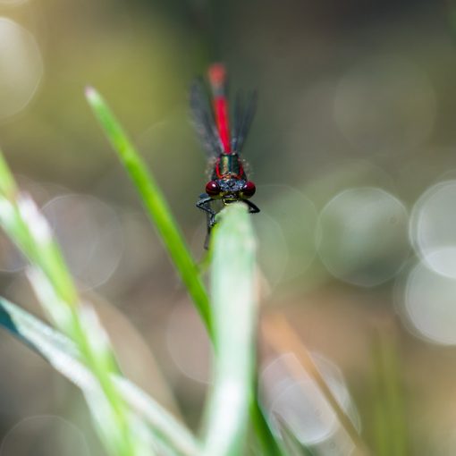 Nymphe au corps de feu / Pyrrhosoma nymphula