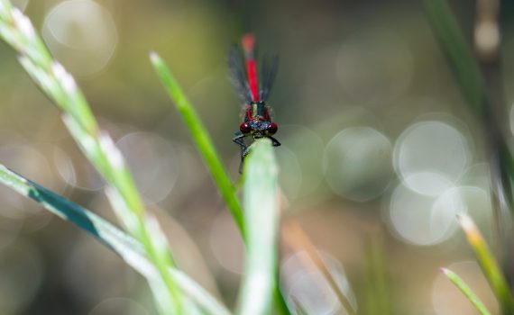 Nymphe au corps de feu / Pyrrhosoma nymphula