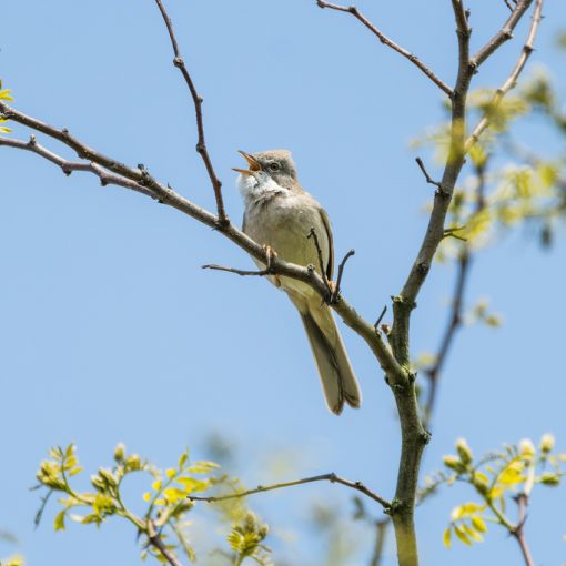 Fauvette grisette / Sylvia communis