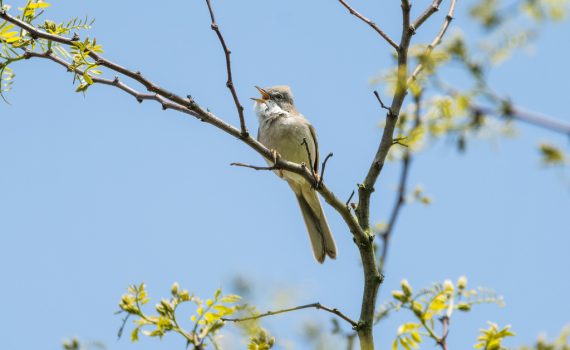 Fauvette grisette / Sylvia communis