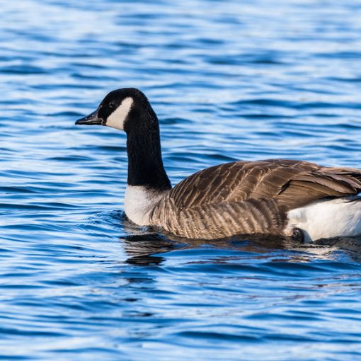 Bernache du Canada / Branta canadensis