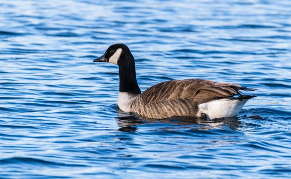 Bernache du Canada / Branta canadensis