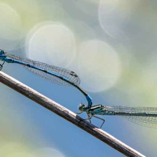 Agrion jouvencelle / Coenagrion puella