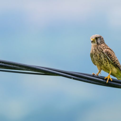 Faucon crécerelle / Falco tinnunculus