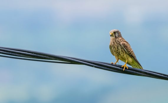 Faucon crécerelle / Falco tinnunculus