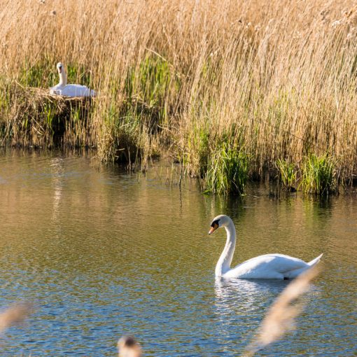 Cygne tuberculé / Cygnus olor