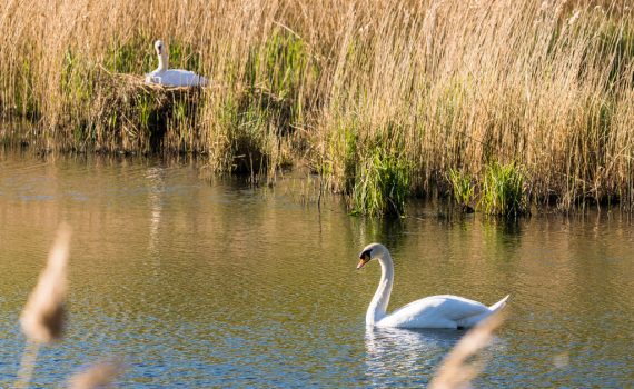 Cygne tuberculé / Cygnus olor