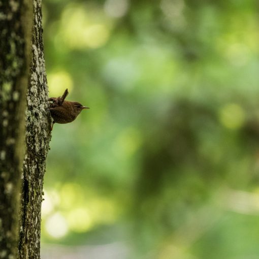 Troglodyte mignon / Troglodytes troglodytes