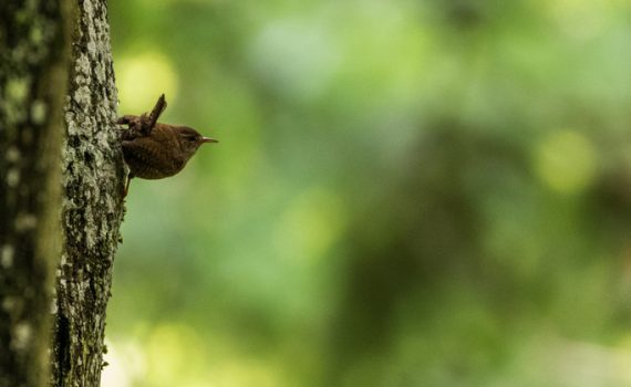 Troglodyte mignon / Troglodytes troglodytes