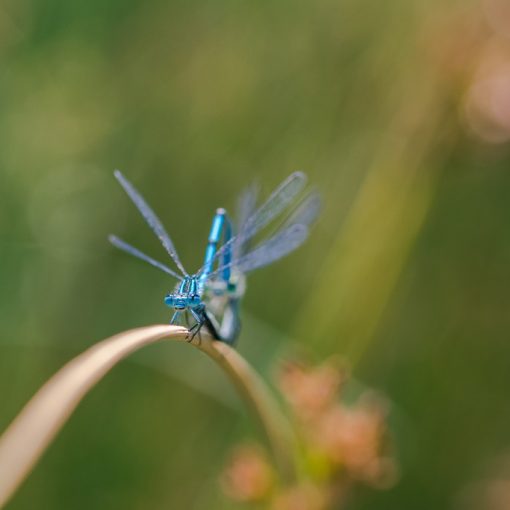 Agrion jouvencelle / Coenagrion puella