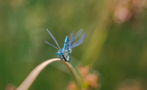 Agrion jouvencelle / Coenagrion puella