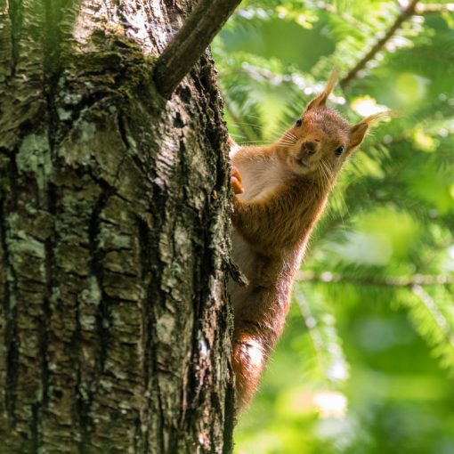 Ecureuil roux / Sciurus vulgaris