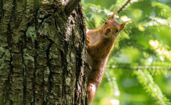 Ecureuil roux / Sciurus vulgaris