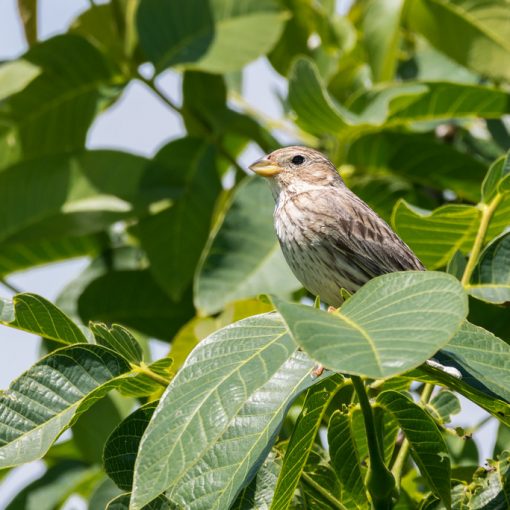 Bruant proyer / Emberiza calandra