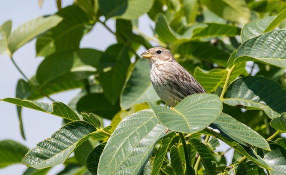 Bruant proyer / Emberiza calandra