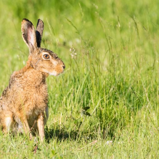 Lièvre d'Europe / Lepus europaeus