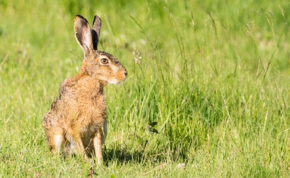 Lièvre d'Europe / Lepus europaeus