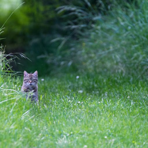 Chat domestique