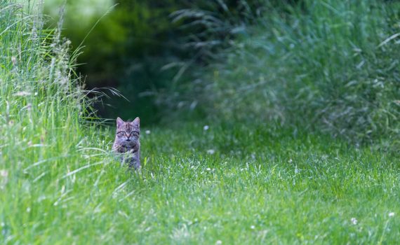 Chat domestique