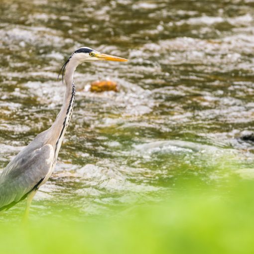 Héron cendré / Ardea cinerea