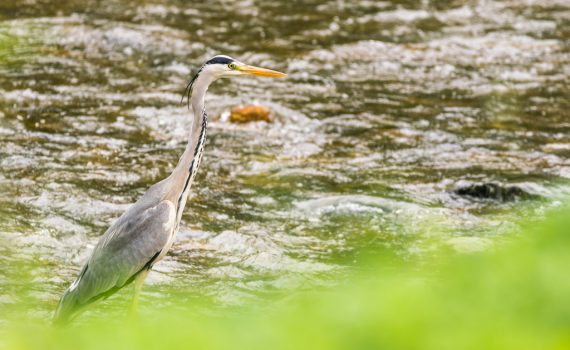 Héron cendré / Ardea cinerea