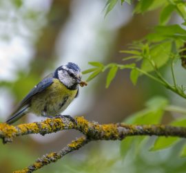 Mésange bleue / Cyanistes caeruleus