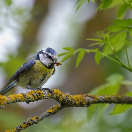 Mésange bleue / Cyanistes caeruleus