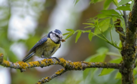 Mésange bleue / Cyanistes caeruleus