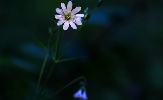 Stellaire / Stellaria holostea