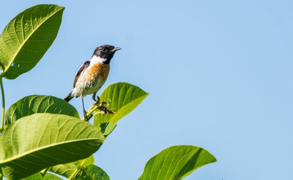 Tarier pâtre / Saxicola rubicola