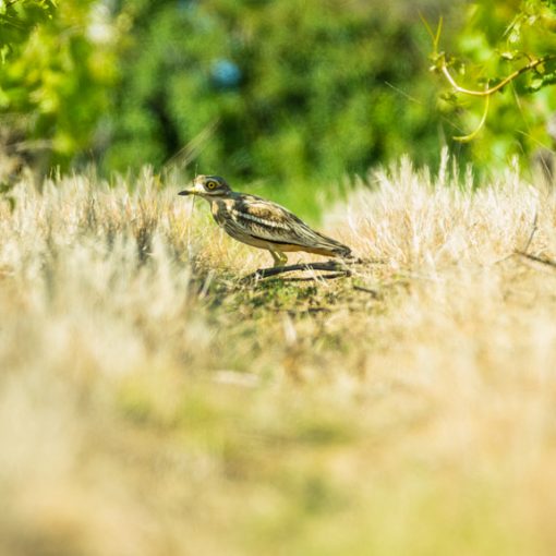 Oedicnème criard / Burhinus oedicnemus