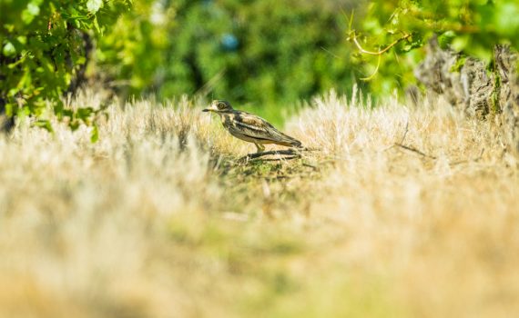 Oedicnème criard / Burhinus oedicnemus