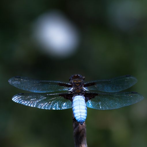 Libellule déprimée / Libellula depressa