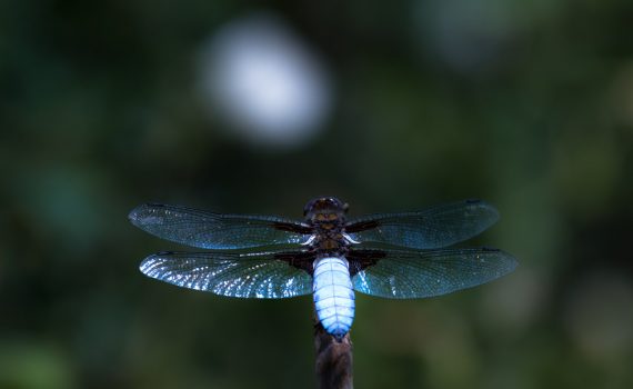 Libellule déprimée / Libellula depressa