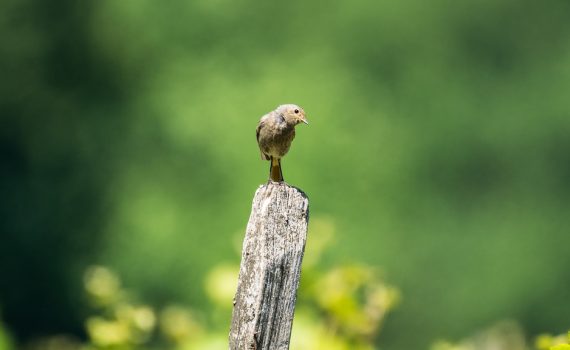 Rougequeue noir / Phoenicurus ochruros