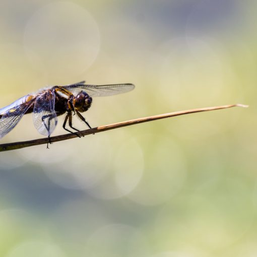 Libellule déprimée / Libellula depressa