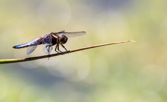 Libellule déprimée / Libellula depressa