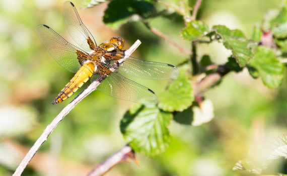 Libellule déprimée / Libellula depressa