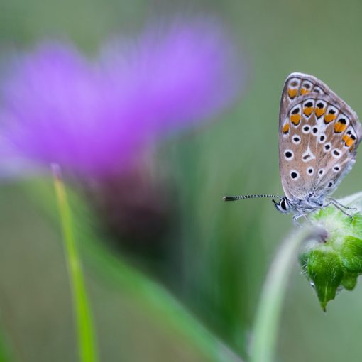 Argus commun / Polyommatus icarus