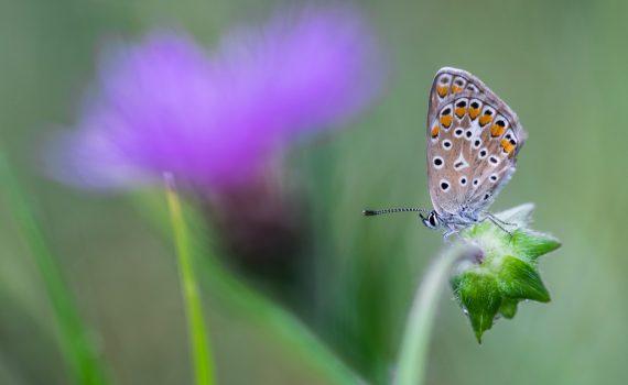 Argus commun / Polyommatus icarus