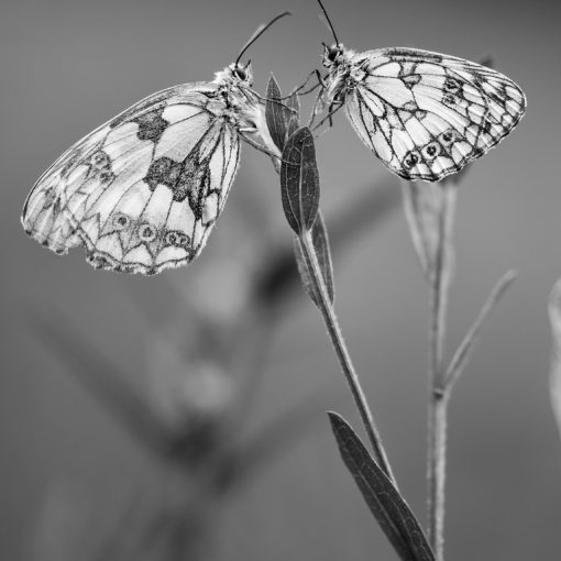 Demi-deuil / Melanargia galathea