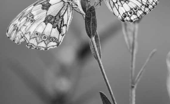 Demi-deuil / Melanargia galathea