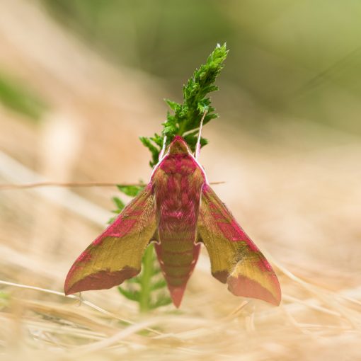 Petit sphynx de la vigne / Deilephila porcellus