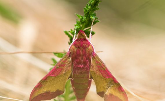 Petit sphynx de la vigne / Deilephila porcellus