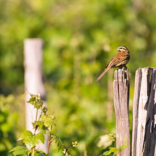 Bruant zizi / Emberiza cirlus