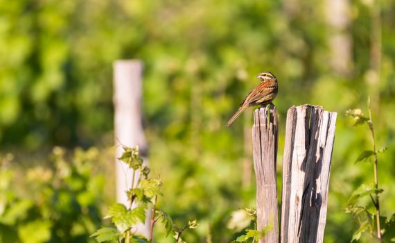 Bruant zizi / Emberiza cirlus