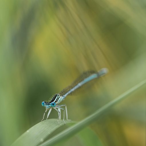 Pennipate bleuâtre / Platycnemis pennipes